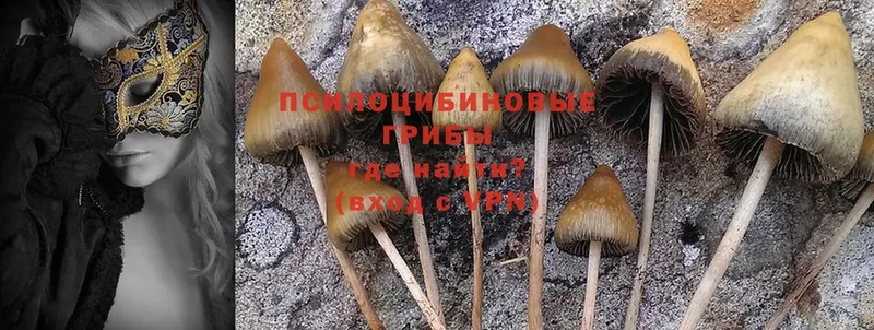 ОМГ ОМГ как войти  Орёл  Галлюциногенные грибы Psilocybe 